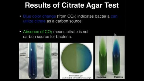 citrate test results|Citrate Test Protocol .